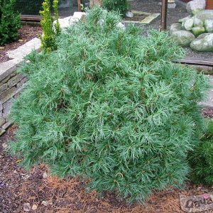 Сосна веймутова Тини Курлс – Pinus strobus Tiny Kurls