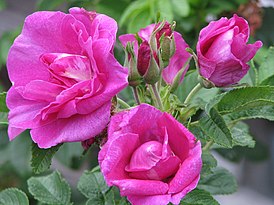 Роза ругоза Принцесса Севера Rosa rugosa