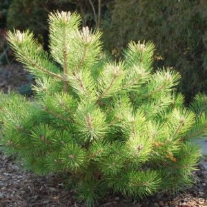 Сосна густоцветковая Вайбрант – Pinus densiflora Vibrant