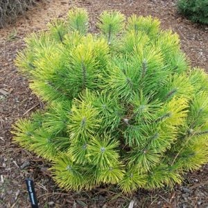 Сосна горная Винтерзон – Pinus mugo Wintersonne