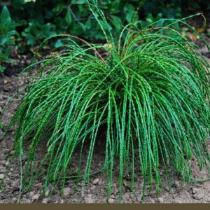 Туя складчатая Випкорд – Thuja plicata Whipcord