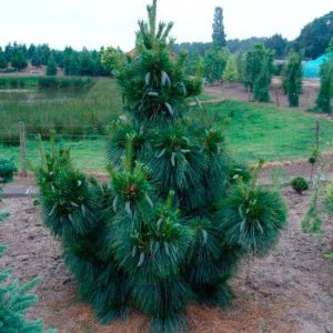 Сосна шверина Вихорст – Pinus schwerinii Wiethorst
