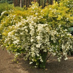 Спирея Вангутта Голд Фонтан Spiraea vanhouttei Gold Fountain