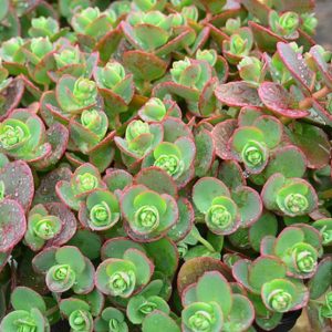 Очиток гибридный (седум) Лайм Зингер Sedum sunsparkler Lime Zinger