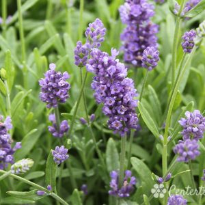 Лаванда узколистная Мини Блю Lavandula angustifolia Mini Blue