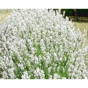 Лаванда узколистная Сент Эрли Вайт Lavandula angustifolia Scent Early White