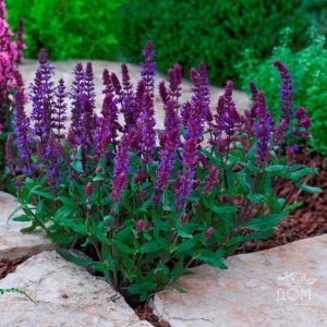 Шалфей дубравный Нью Дименшн Блю Salvia nemorosa New Dimension Blue