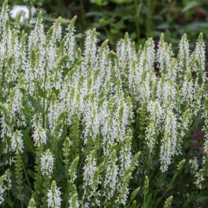 Шалфей пышный Мерло Вайт Salvia x superba Merleau White