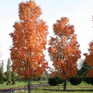 Клен красный Сканлон Acer rubrum Scanlon