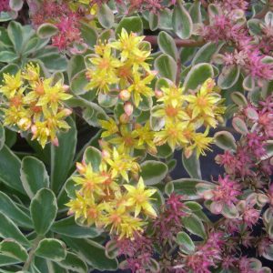 Очиток камчатский (седум) Триколор Sedum kamtschaticum Tricolor