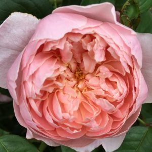 Роза Остина Алнвик Роуз Rose Austen The Alnwick Rose