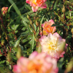 Купить Роза бордюрная Триколор Rose Tricolor - в питомнике Флорини