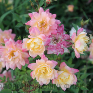 Роза бордюрная Триколор <br>Rose Tricolor