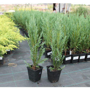 Купить Можжевельник скальный Блю Арроу Juniperus scopulorum Blue Arrow ...