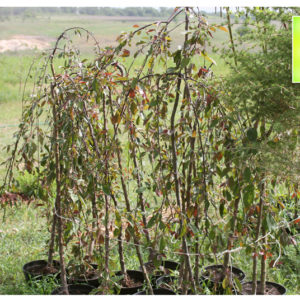 Купить Яблоня плакучая Роял Бьюти Malus Royal Beauty - в питомнике Флорини