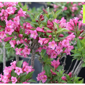 Купить Вейгела Бристоль Руби Weigela Bristol Ruby - в питомнике Флорини
