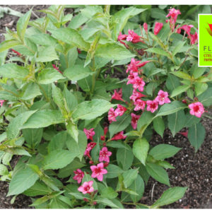 Купить Вейгела Бристоль Руби Weigela Bristol Ruby - в питомнике Флорини