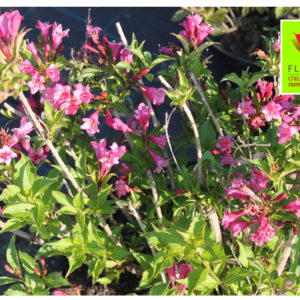 Купить Вейгела Бристоль Руби Weigela Bristol Ruby - в питомнике Флорини