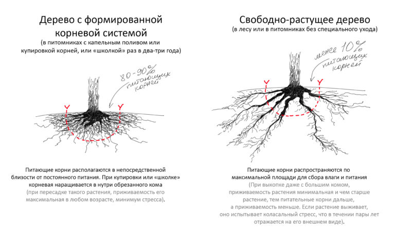 Пион уклоняющийся (paeonia anomala). Тип корневой системы у злаков. Корневая микориза. Земляника что такое генеративные почки. Репейник распространение семян.