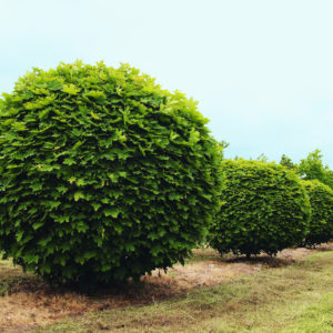 Клен остролистный куст Глобозум <br>Acer platanoides Globosum