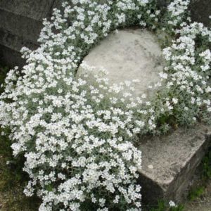 Ясколка войлочная <br>Cerastium tomentosum columnae