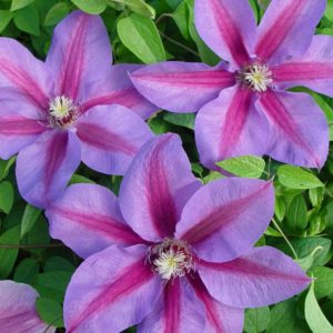 Клематис Этойл де Маликорн <br>Clematis Etoile de Malicorne