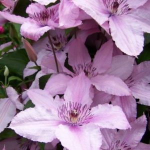 Клематис Хагли Хибрид<br>Clematis Hagley Hybrid