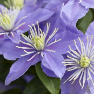 Клематис Юста<br>Clematis Justa