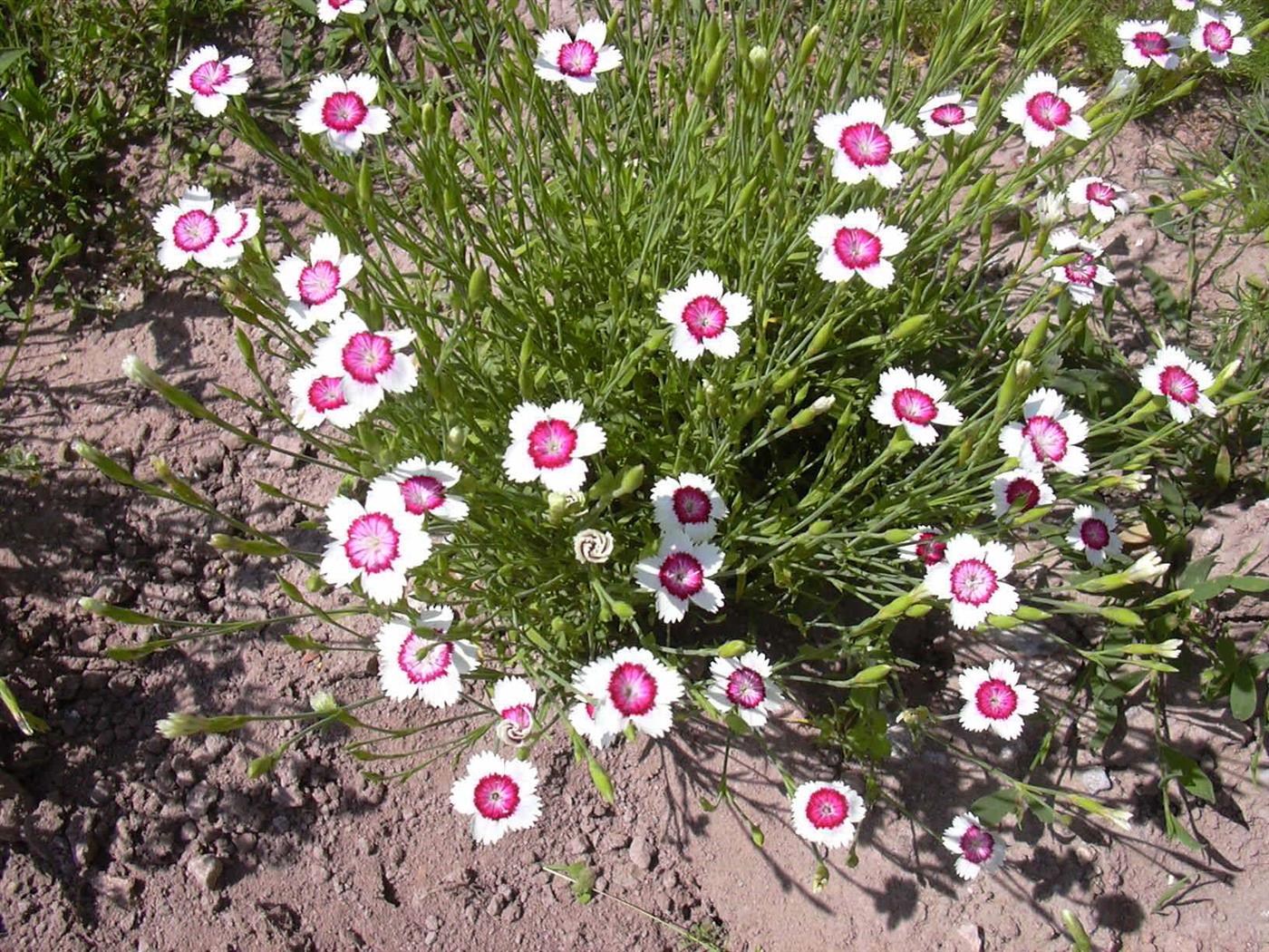 Гвоздика выращивание и уход. Гвоздика травянка (Dianthus deltoides). Гвоздика травянка Арктик Файер. Гвоздика травянка Arctic fir.