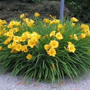 Лилейник Стелла Диор <br>Hemerocallis Stella d’Oro