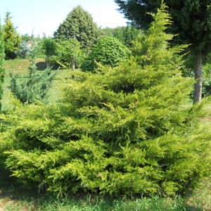 Можжевельник китайский Куривао Голд <br>Juniperus chinensis Kuriwao Gold