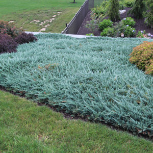 Можжевельник горизонтальный Блю Чип <br>Juniperus horizontalis Blue Chip