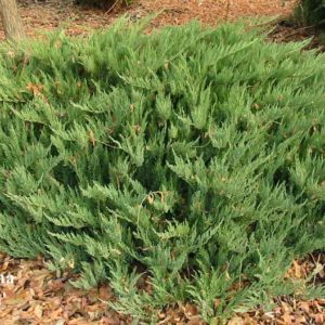 Можжевельник казацкий Тамарискфолия <br>Juniperus sabina Tamariscifolia