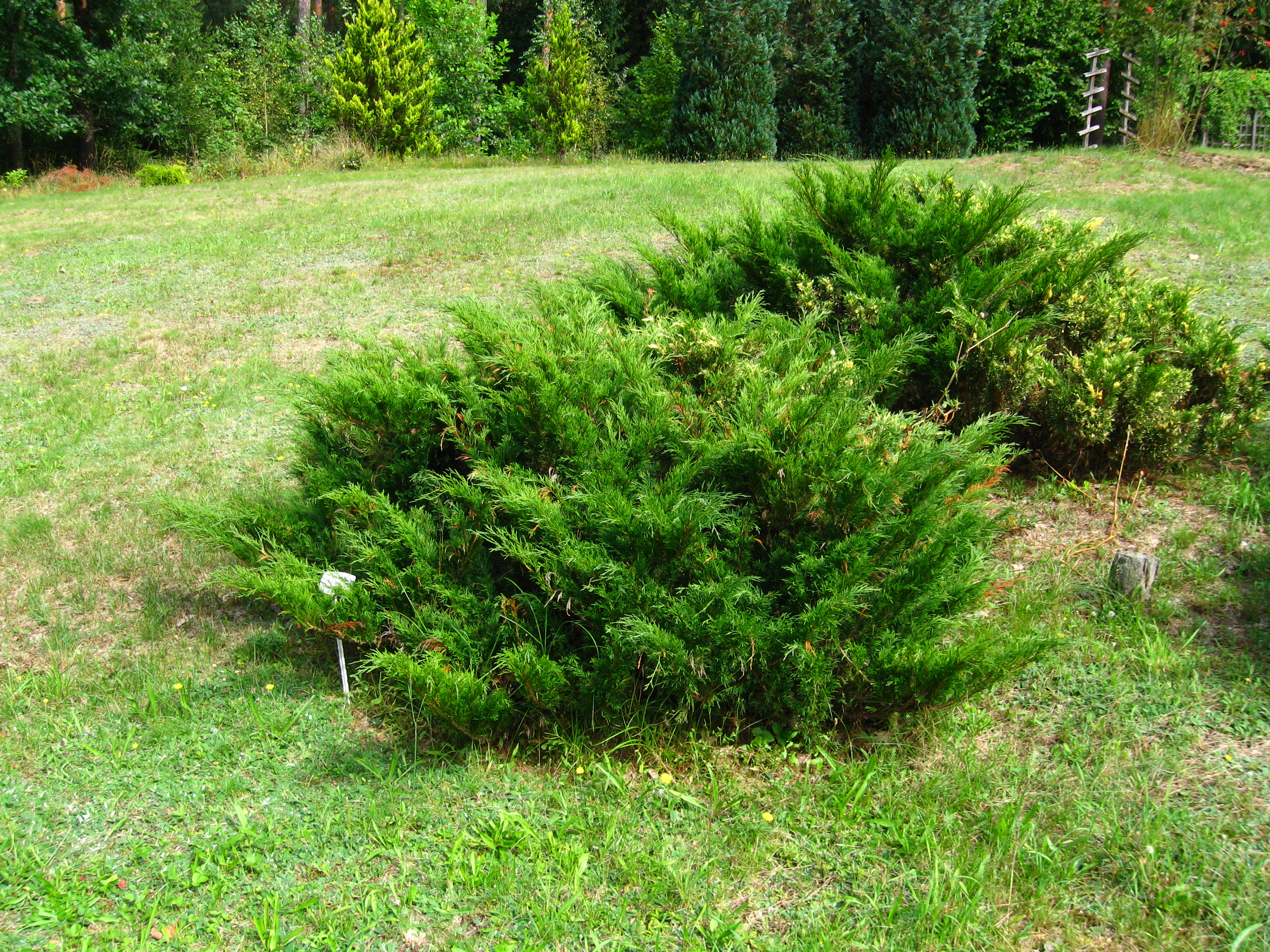 Низкие хвойные. Можжевельник казацкий Broadmoor. Можжевельник казацкий (Juniperus Sabina). Можжевельник казацкий Шишкоягоды.