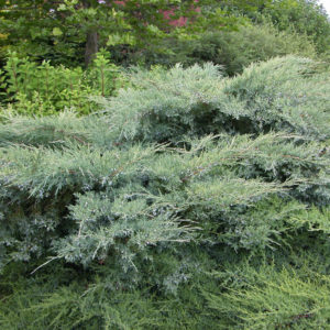 Можжевельник виргинский Грей Оул <br>Juniperus virginiana Grey Owl