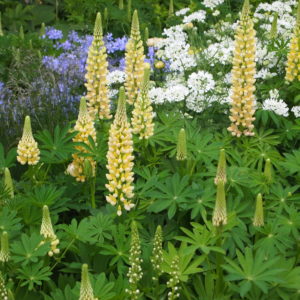 Люпин Чанделир <br>Lupinus Chandelier