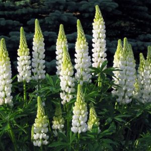 Люпин Нобл Майден <br>Lupinus Noble Maiden