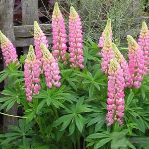 Люпин Зе Чателайн <br>Lupinus The Chatelaine