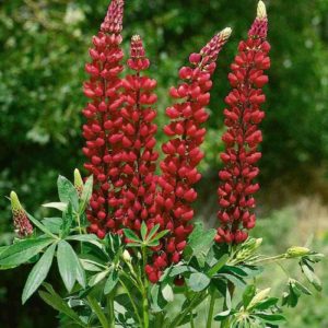Люпин Зе Пагес <br>Lupinus The Pages