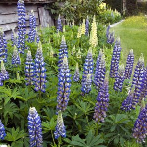 Люпин Зе Говернор <br>Lupinus The Governor