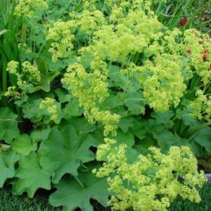 Манжетка мягкая <br>Alchemilla мollis Robustica