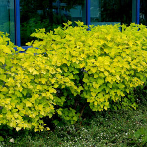 Пузыреплодник Лютеус <br>Physocarpus opulifolius Luteus