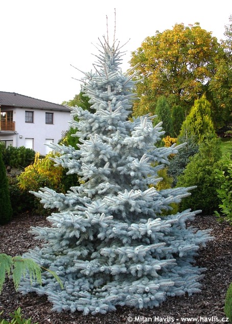 Ель колючая Хупси Picea pungens Hoopsii