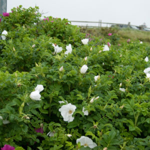 Роза ругоза Вайт <br>Rose rugosa White