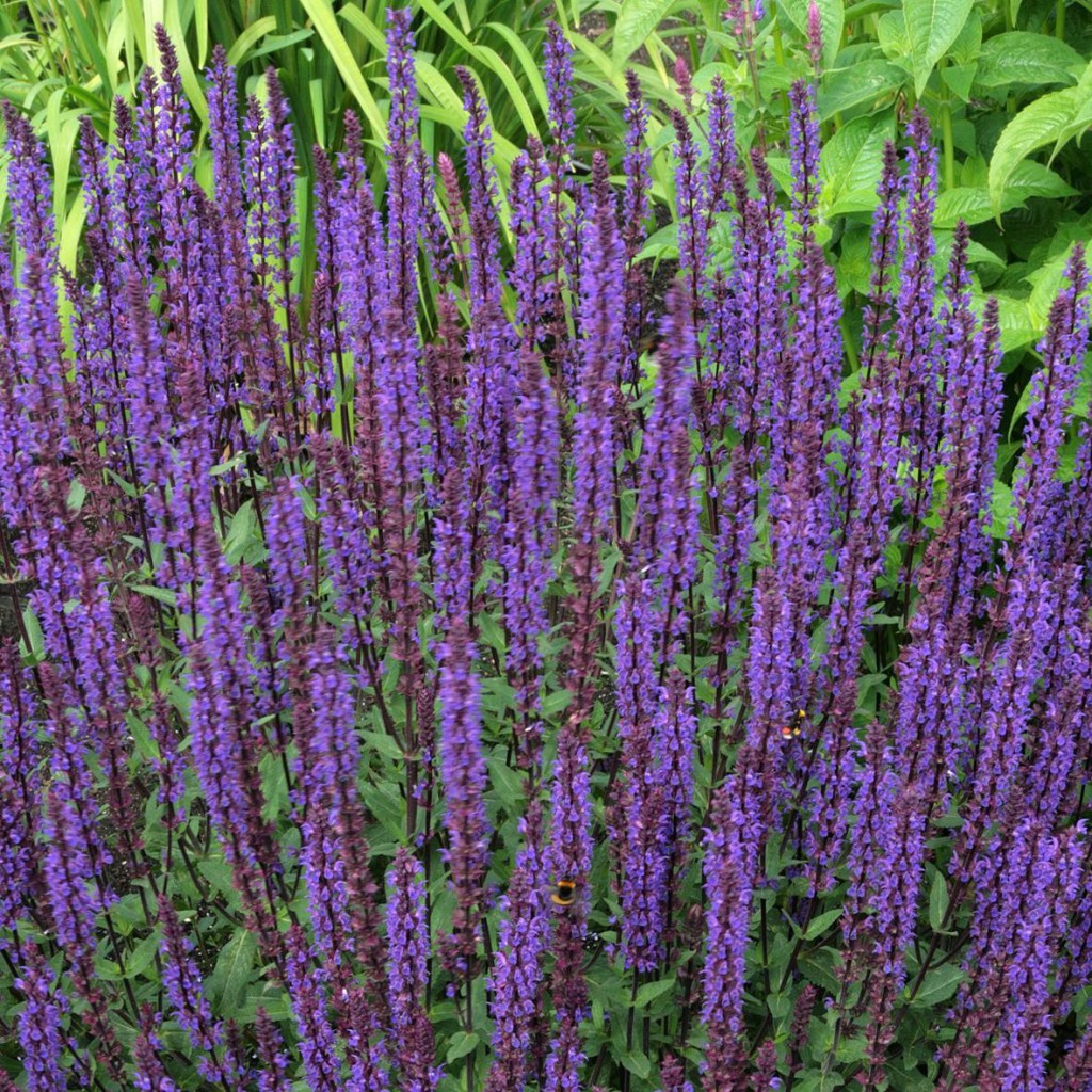 Купить Шалфей (сальвия) Карадонна Salvia nemorosa Caradonna - в ...