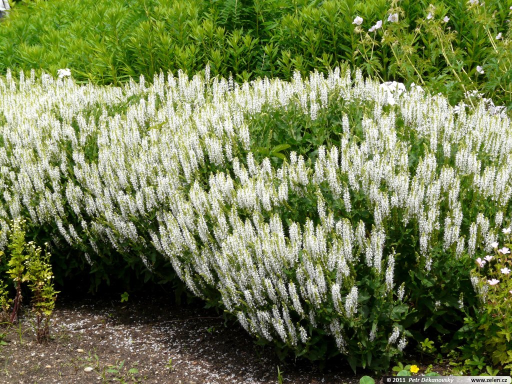 Salvia-nemorosa-Schneeh%C3%BCgel.jpg