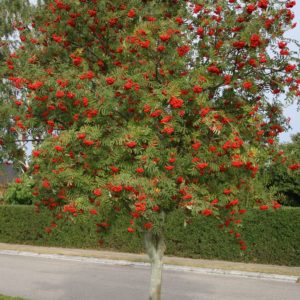 Рябина обыкновенная <br>Sorbus aucuparia