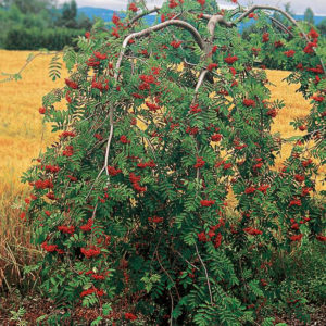 Рябина плакучая <br>Sorbus aucuparia Pendula