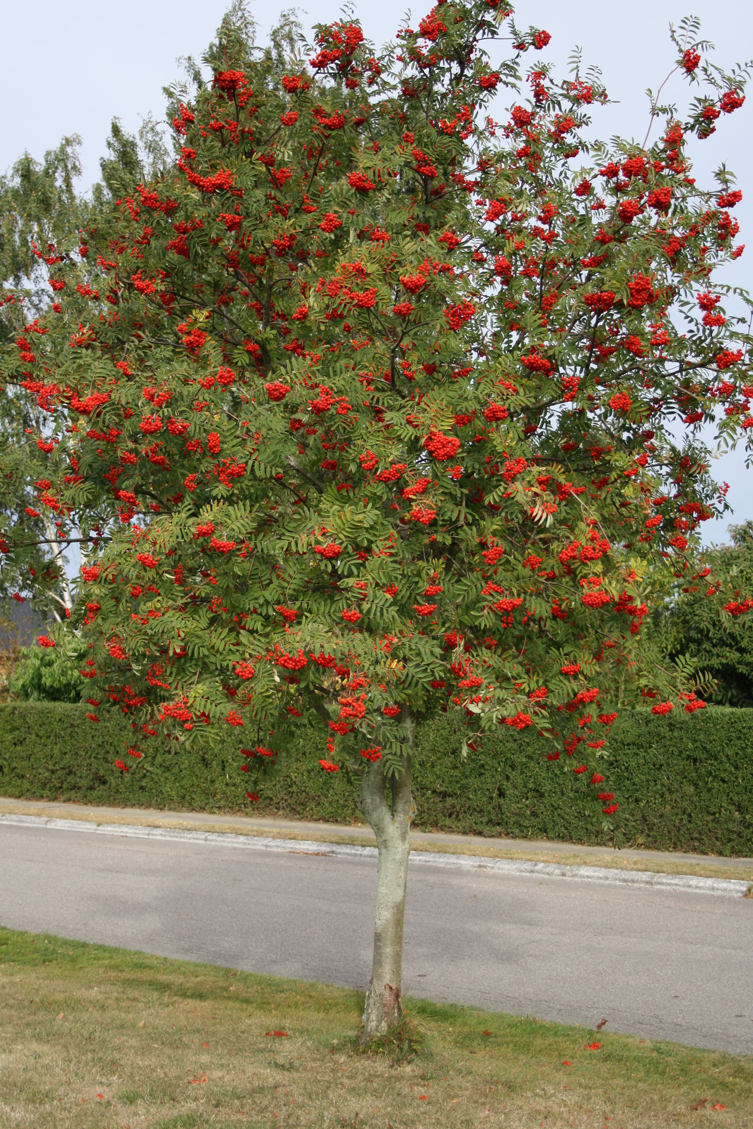 Рябина обыкновенная купить. Рябина обыкновенная Sorbus aucuparia. Рябина обыкновенная (Sorbus aucuparia l.). Рябина обыкновенная многоствольная. Рябина красная дерево.