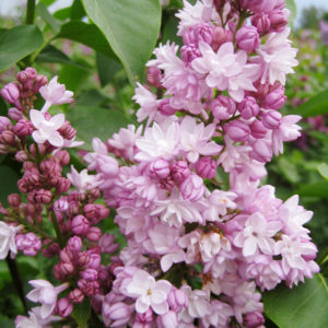 Сирень Фантазия <br>Syringa Fantasy